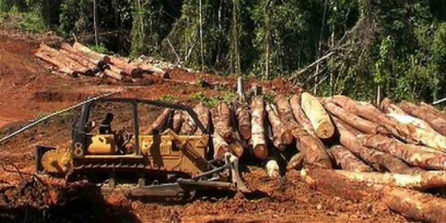 EU and Vietnam join aggrement to address illegal logging